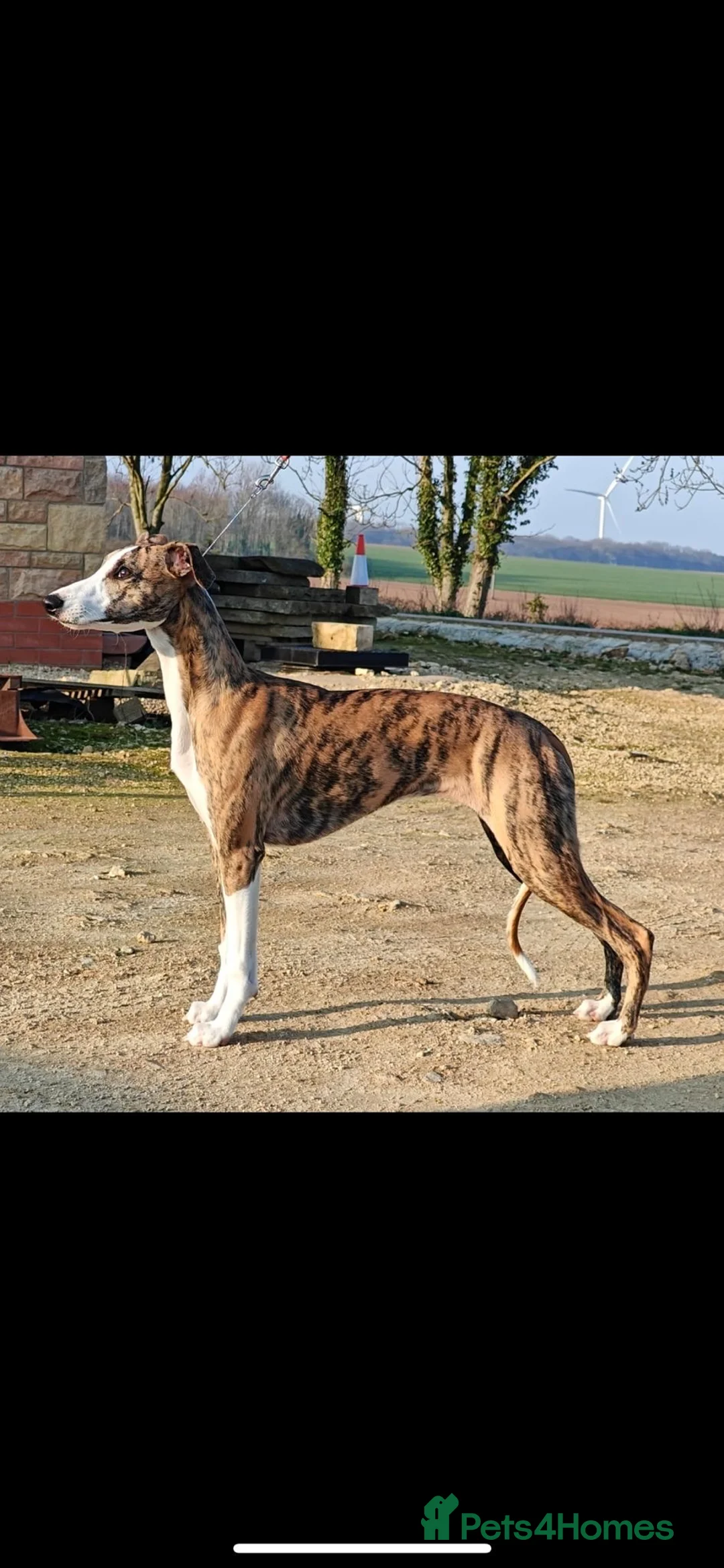 Whippet dogs for sale: Gorgeous Whippet girl  - Advert 2
