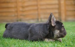 French Bulldog dogs for sale: Exceptional KC Fluffy French Bulldog Puppies - Image 13