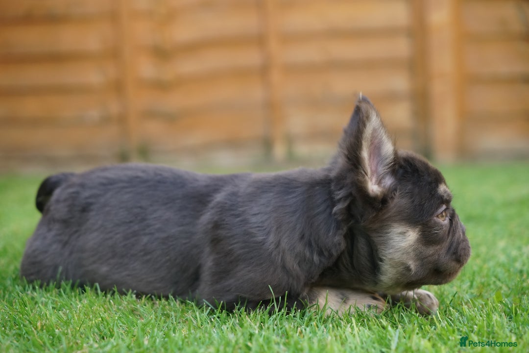 French Bulldog dogs for sale: Exceptional KC Fluffy French Bulldog Puppies - Image 13