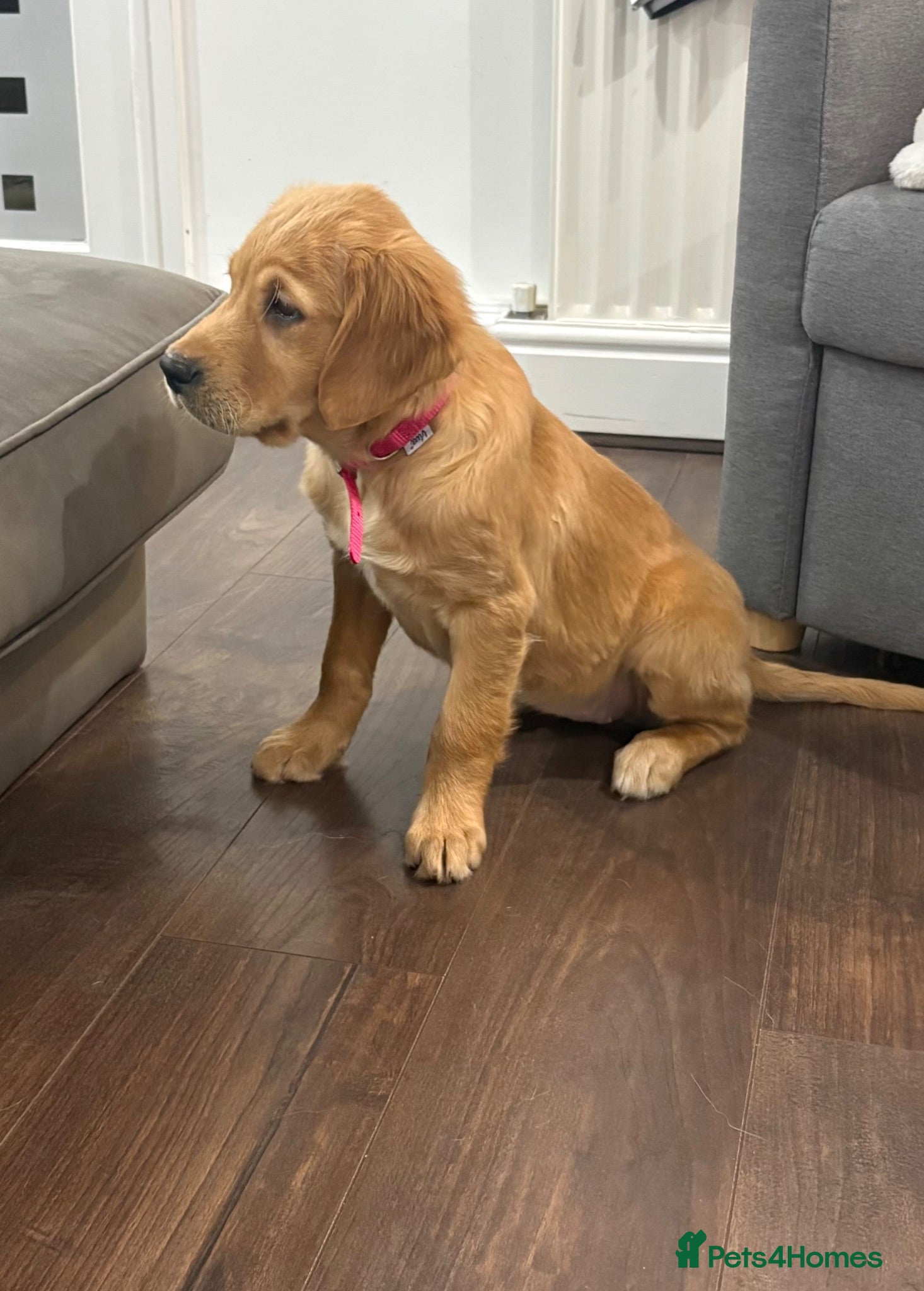 Golden Retriever dogs Little Annie  - Advert 1