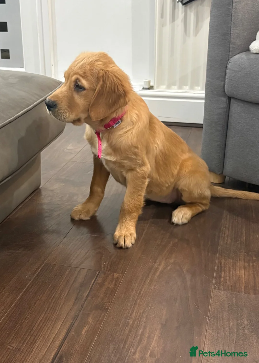 Golden Retriever dogs for sale: Little Annie  - Advert 1
