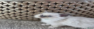 Ragdoll Kitten 4 Sage now Green 
