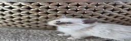 Ragdoll cats for sale: Zamir Ragdoll Family - Advert 16