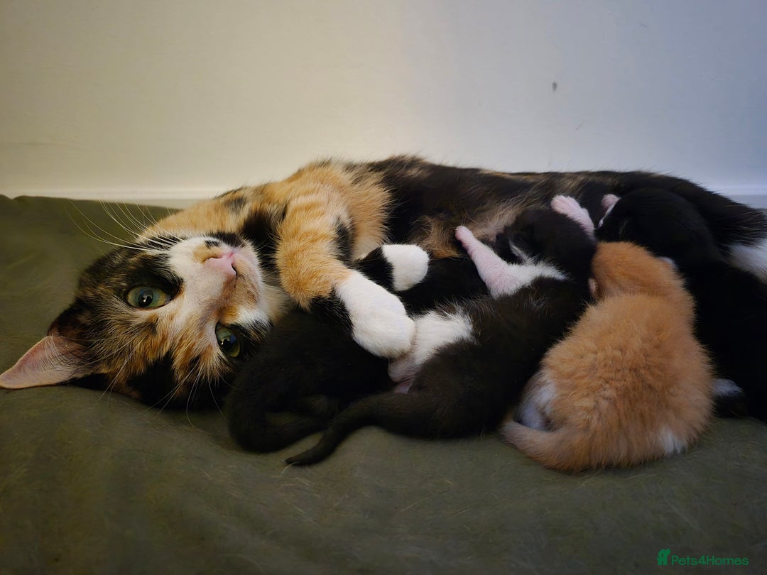 Mixed Breed cats for sale: Kittens for sale, 8 weeks old. - Image 5