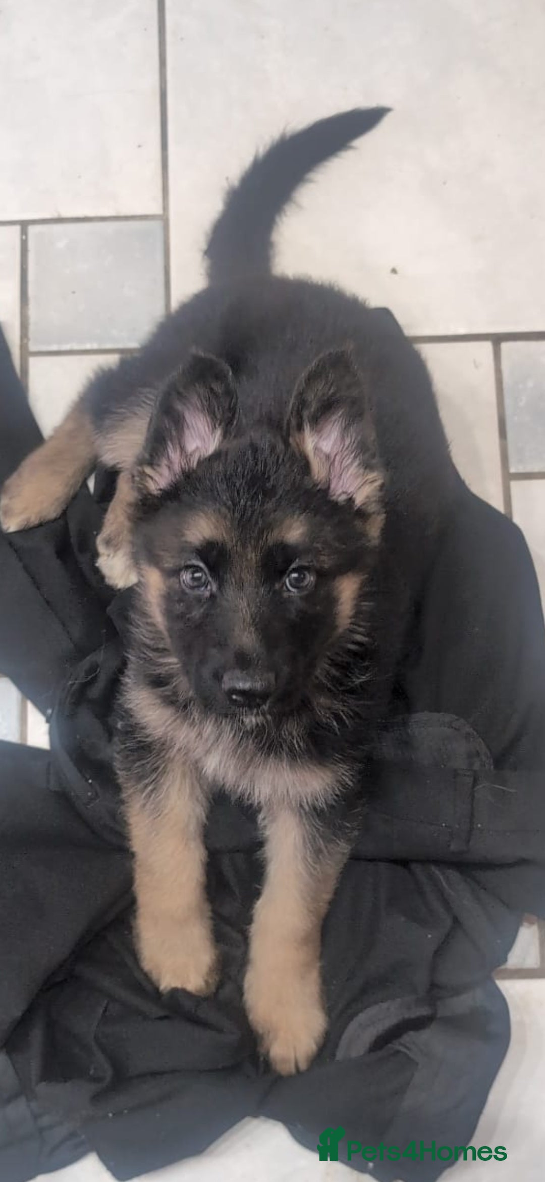 German Shepherd dogs   Last two KC Registered BeautifulGerman Shepherd  - Advert 1