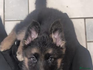 German Shepherd dogs Last two KC Registered BeautifulGerman Shepherd - Advert 10