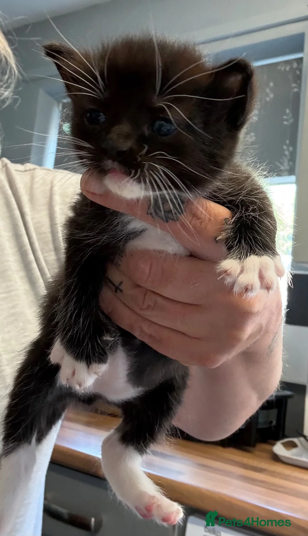 Mixed Breed cats for sale: Half rag doll kittens - Advert 2