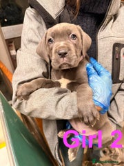 Cane Corso Puppy F2