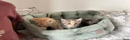 Siberian cats for sale: Beautiful Siberian Kittens-3 Boys-Hypoallergenic - Advert 30