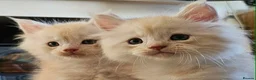 Maine Coon cats for sale: XXL Exceptional Pedigree Kittens Russian line - Advert 18