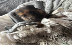 German Shepherd dogs for sale: KC REGISTERED GERMAN SHEPHERD PUPPIES FOR SALE - Image 9