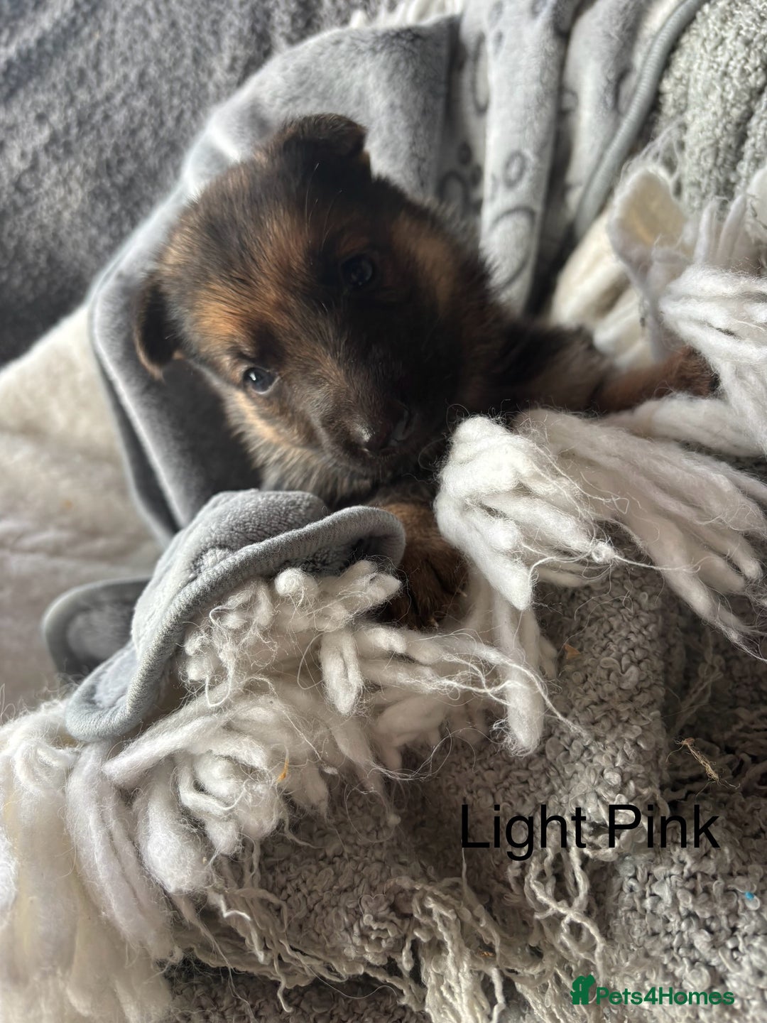 German Shepherd dogs for sale: KC REGISTERED GERMAN SHEPHERD PUPPIES FOR SALE - Image 9