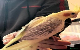 Cockatiels birds for sale: Cockatiels for sale hand tame - Image 3