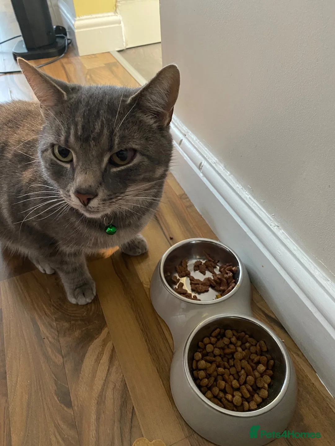 Mixed Breed cats for sale: Tommy - Advert 1