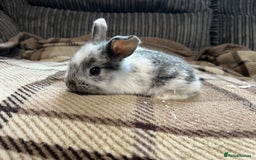 Mini Lop rabbits for sale: 7 beautiful mini lops  - Image 6