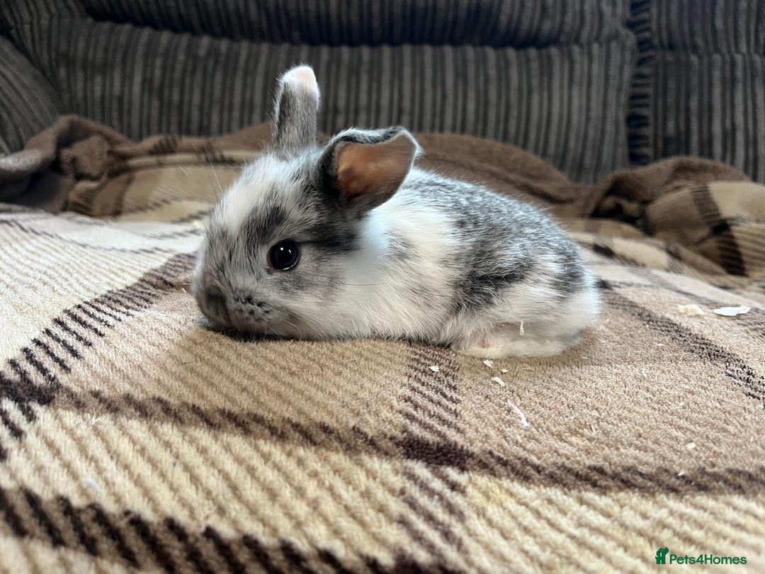 Mini Lop rabbits for sale: 7 beautiful mini lops  - Image 6