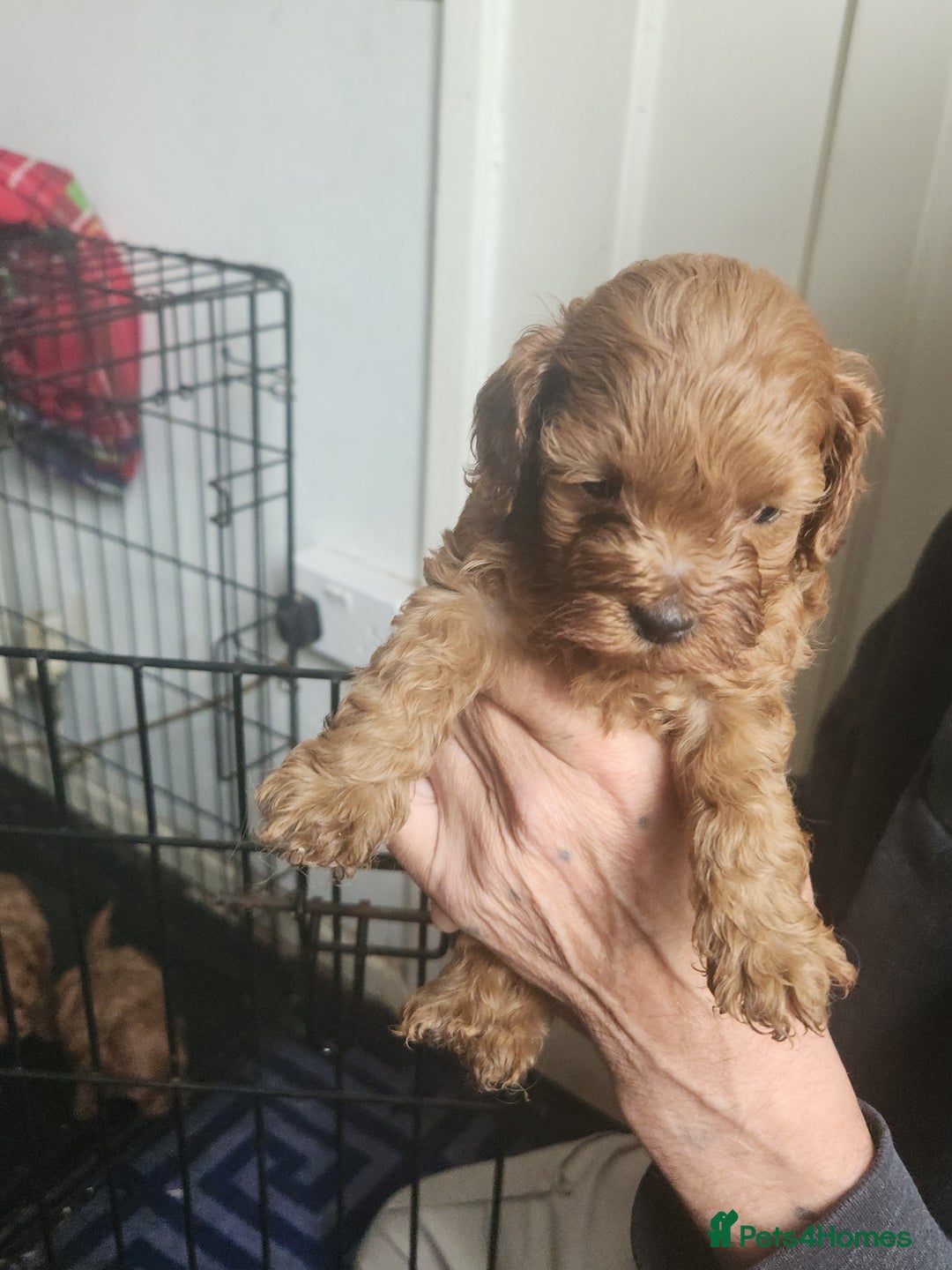 Cockapoo dogs for sale: 5 lovely cuddly puppies - Image 10