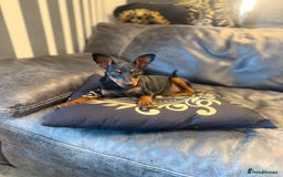 Miniature Pinscher dogs for sale: Pure 100% Miniature Pinscher-Licensed Breeder🐾❤️  - Image 2