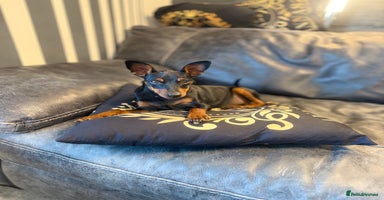 Miniature Pinscher dogs - Advert 11
