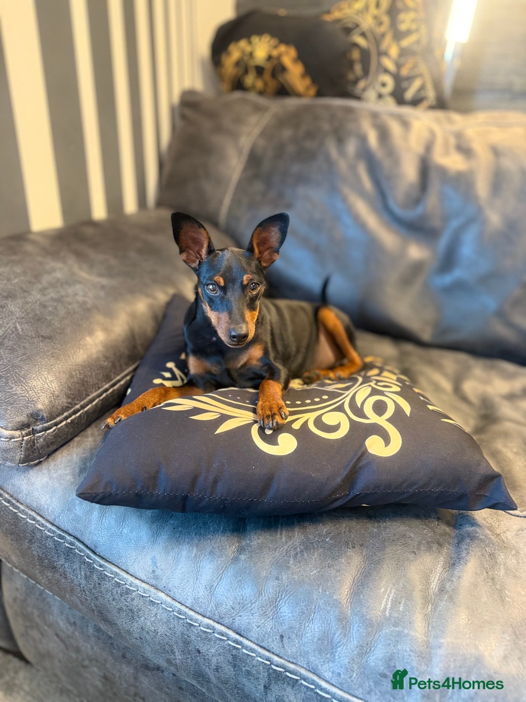 Miniature Pinscher dogs for sale: Pure 100% Miniature Pinscher-Licensed Breeder🐾❤️  - Image 2