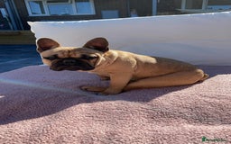 Mixed Breed dogs for sale: 6 beautiful French bulldog x Patterdale pups - Image 17