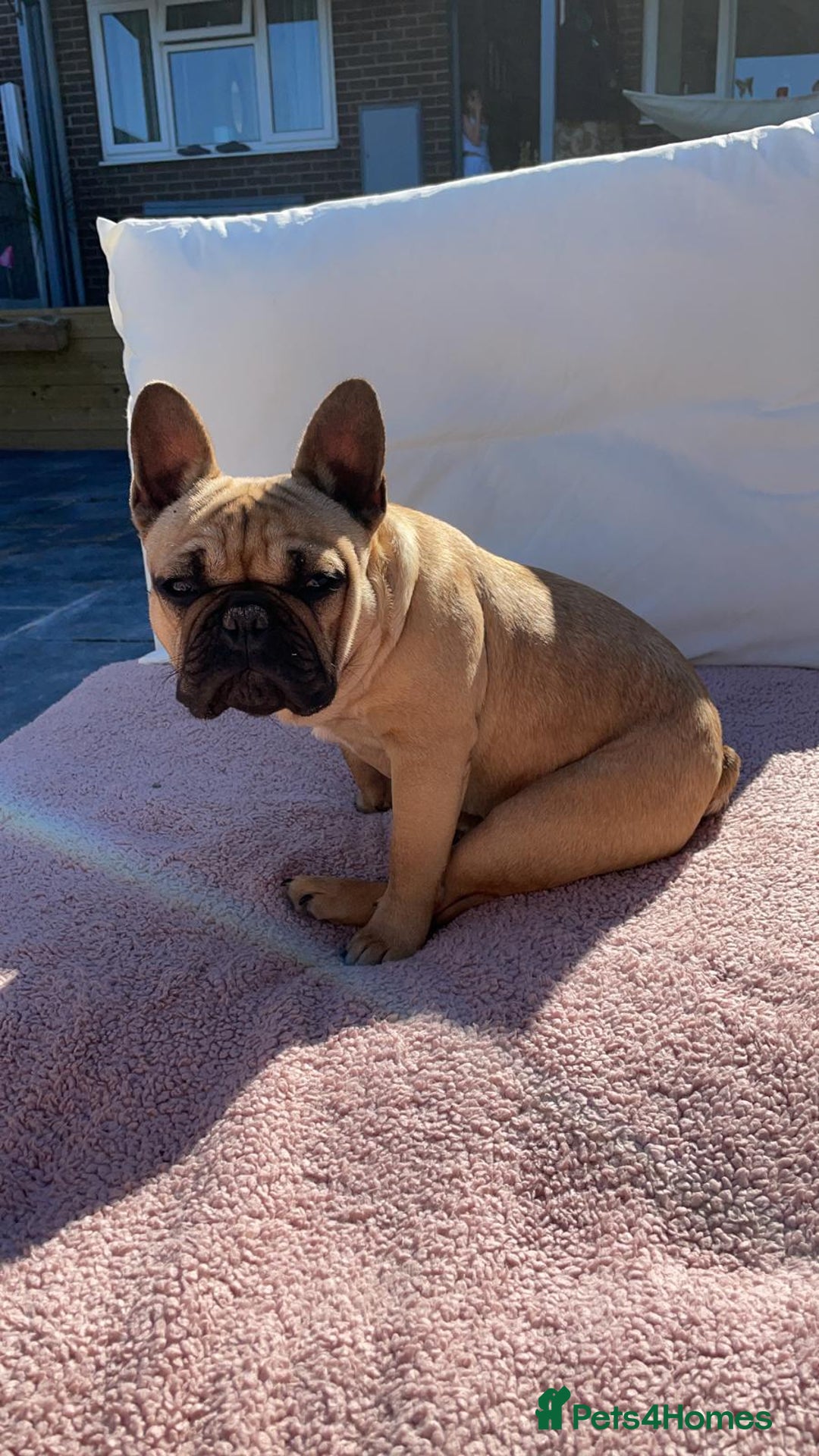 Mixed Breed dogs for sale: 6 beautiful French bulldog x Patterdale pups - Image 17