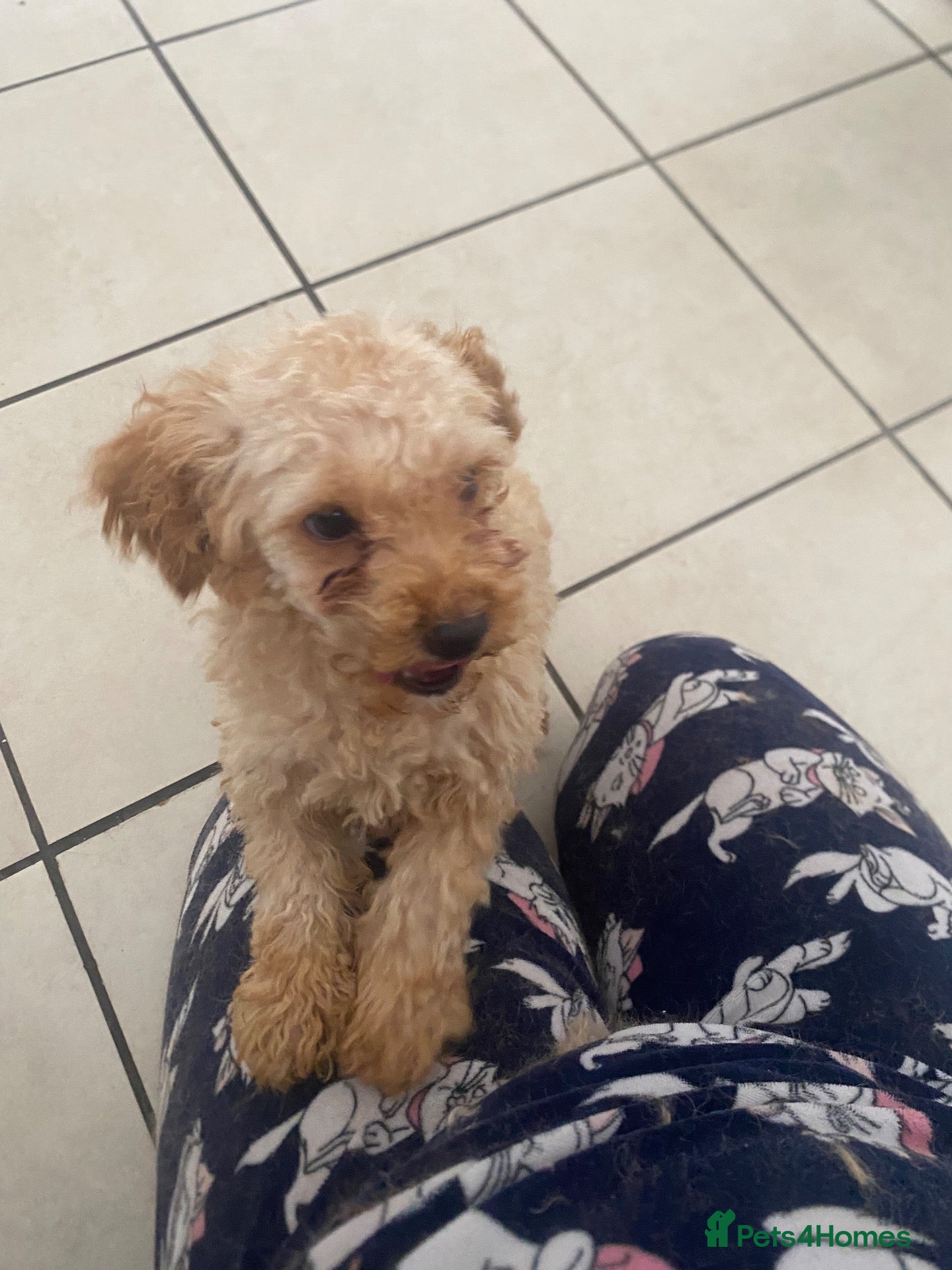 Toy Poodle dogs Toy poodle puppy  - Advert 15