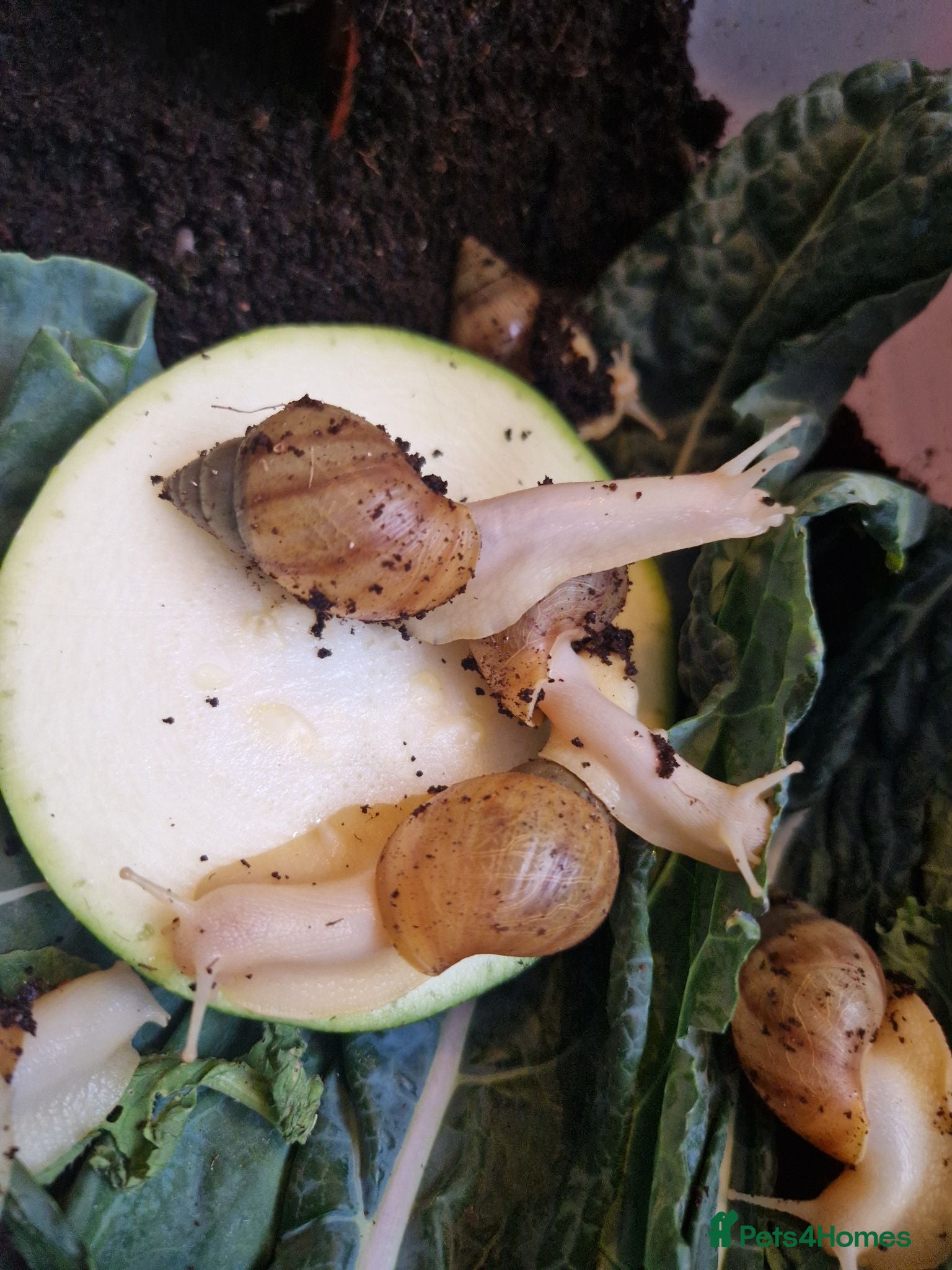 Snails invertebrates Giant Albino African Land Snail Babies  - Advert 13