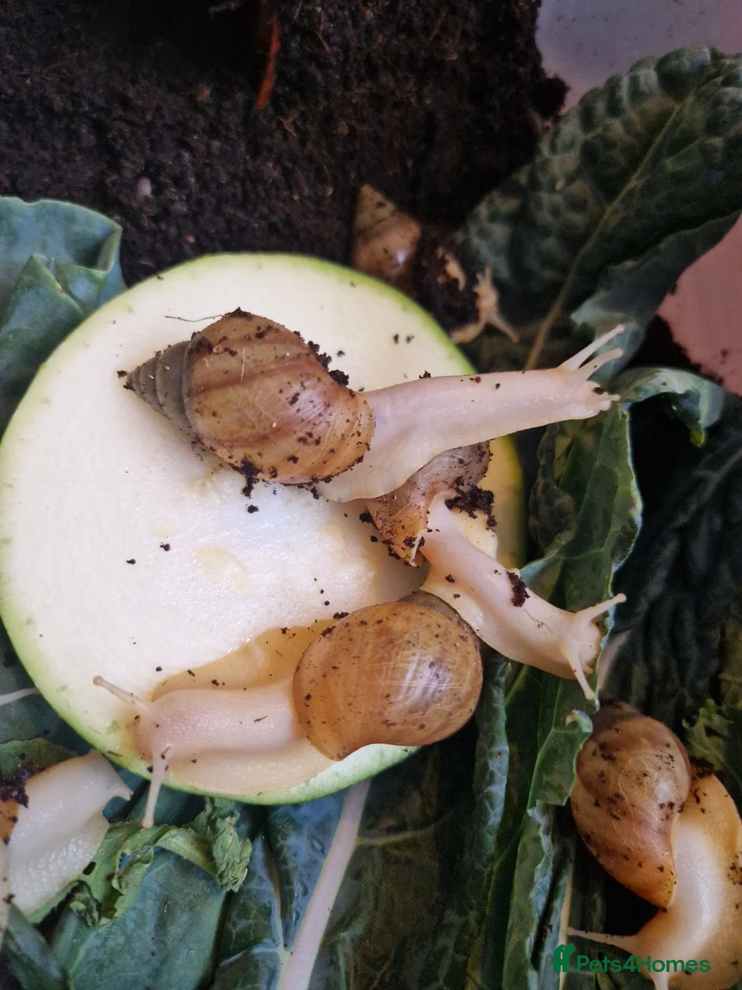 Snails invertebrates for sale: Giant Albino African Land Snail Babies  - Advert 1