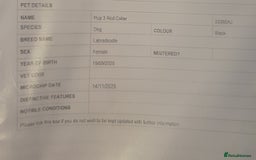 Labradoodle dogs for sale: ☆Ready to leave☆ CHUNKY PUPPIES ☆ - Advert 31