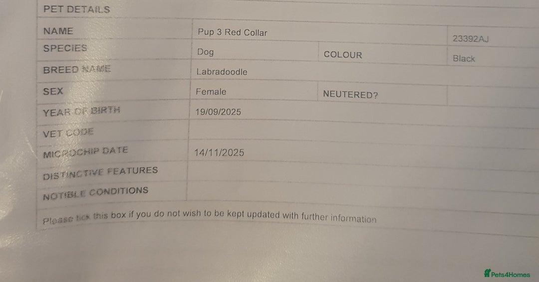 Labradoodle dogs for sale: ☆Ready to leave☆ CHUNKY PUPPIES ☆ - Advert 31