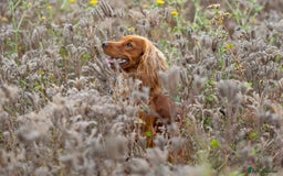 Cocker Spaniel dogs for stud: For Stud - Camsiscan Solaris Samurai  - Image 2