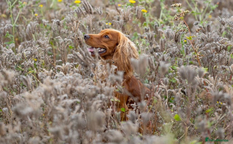 Cocker Spaniel dogs - Advert 9