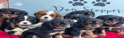 Cavalier King Charles Spaniel dogs for sale: Cavalier King Charles puppies - Advert 1