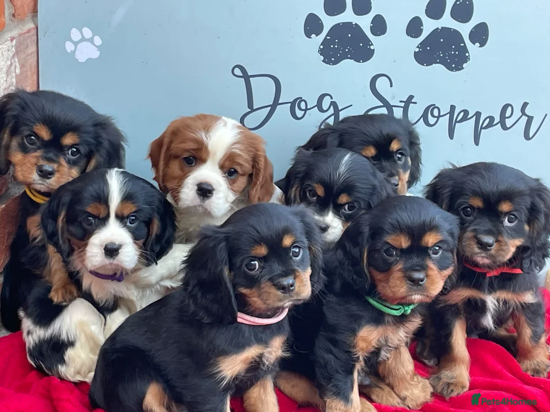 Cavalier King Charles Spaniel dogs for sale: Cavalier King Charles puppies - Advert 1