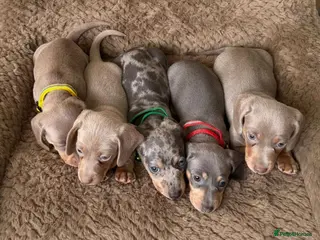 Miniature Dachshund dogs Adorable Miniature Dachshund puppies - Advert 1
