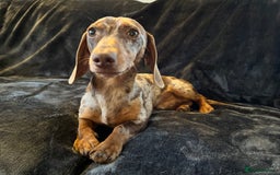 Miniature Dachshund dogs for stud: Proven, KC, PRA clear, tested, Miniature Dachshund in Hinckley - Image 12