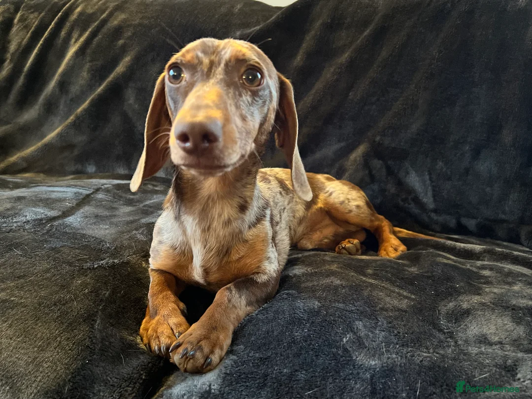 Miniature Dachshund dogs for stud: Proven, KC, PRA clear, tested, Miniature Dachshund in Hinckley - Advert 12