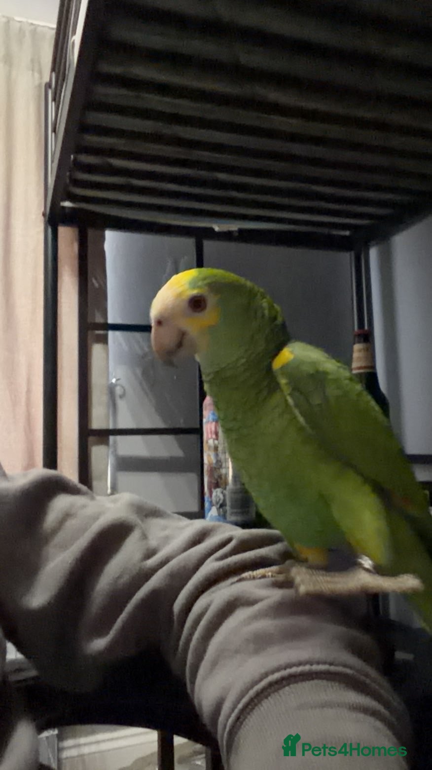 Parrots birds Amazon  - Advert 3