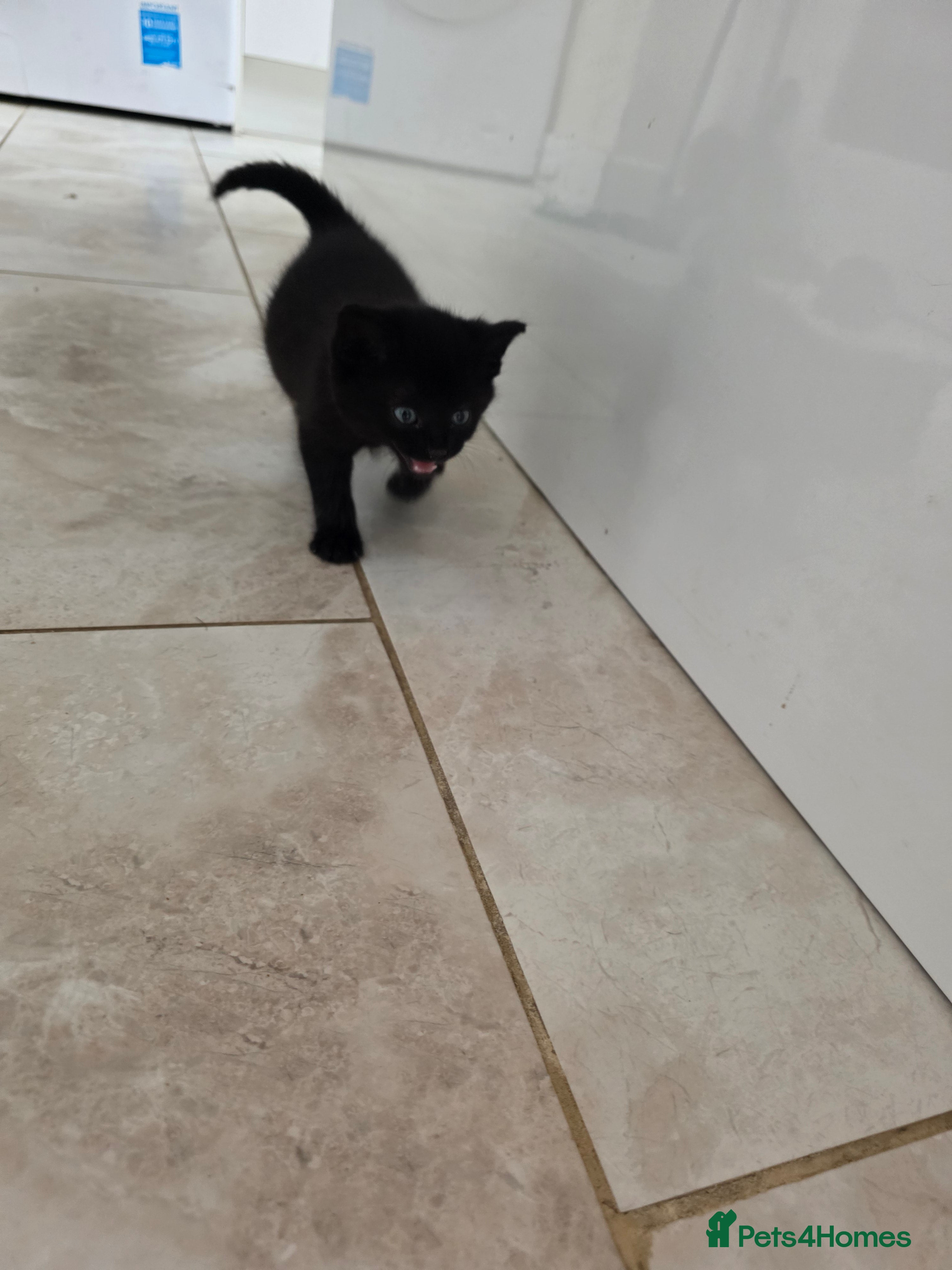 British Shorthair cats British Short. - Advert 1