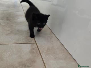 British Shorthair cats British Short. - Advert 1