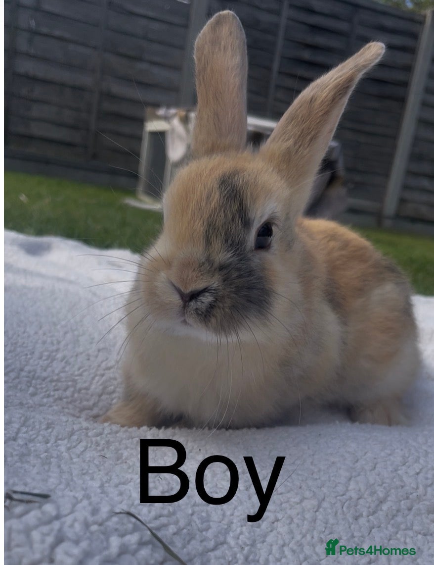 Mixed Breed rabbits Lop x Himalayan bunnies  - Advert 1