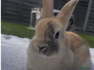 Mixed Breed rabbits Lop x Himalayan bunnies - Advert 1