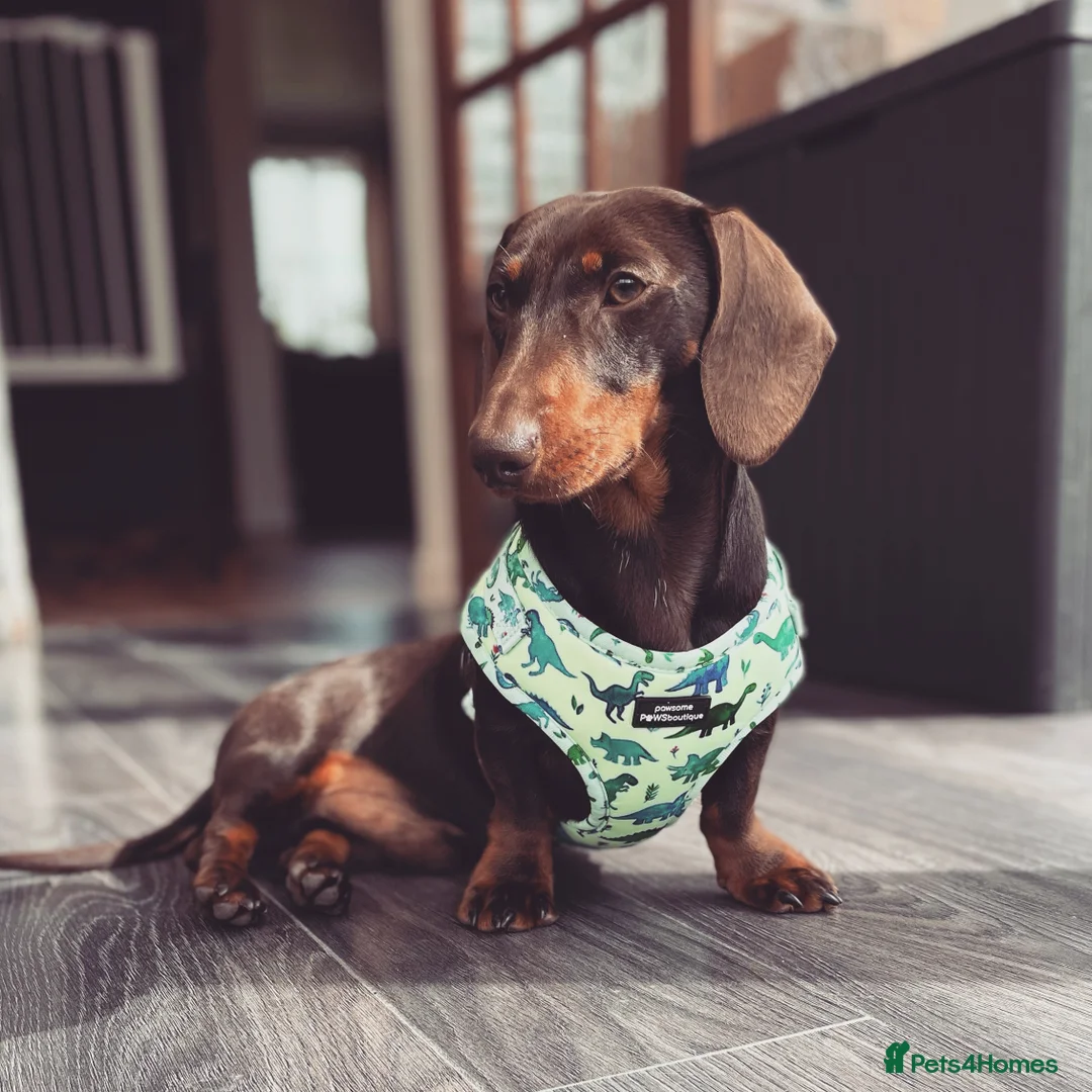 Miniature Dachshund dogs for stud: Chocolate and tan miniature Dachshund  in Spalding - Advert 3