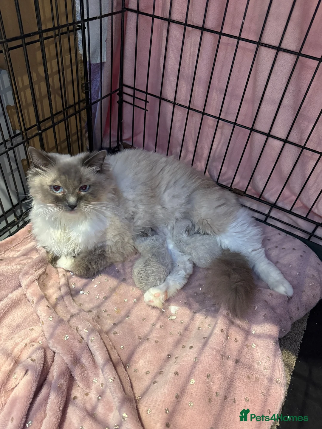 Ragdoll cats for sale: Mink ragdoll kittens full breed - Advert 1