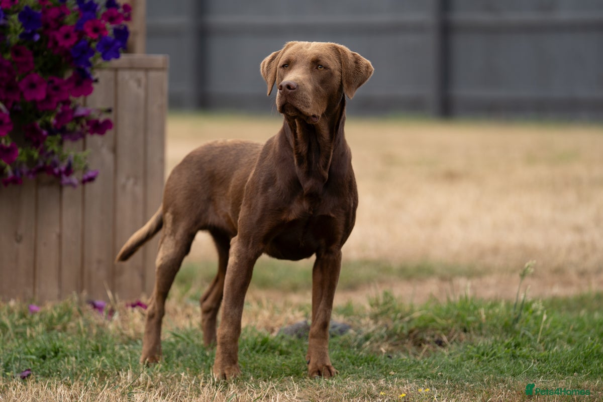 Labrador Retriever dogs KC Reg Chocolate Stud, 0/0 Hips & FTCH Pedigree in March - Advert 24