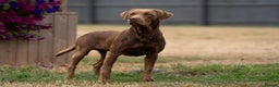 Labrador Retriever dogs for stud: KC Reg Chocolate Stud, 0/0 Hips & FTCH Pedigree in March - Advert 1
