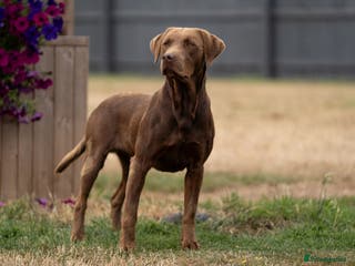 Labrador Retriever dogs KC Reg Chocolate Stud, 0/0 Hips & FTCH Pedigree in March - Advert 5