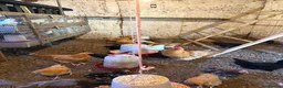 Mixed Breed poultry for sale: Laying hens  - Advert 13