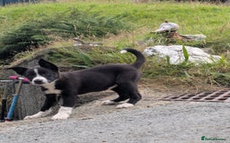 Border Collie dogs for sale: Border Collie Puppies  - Image 1